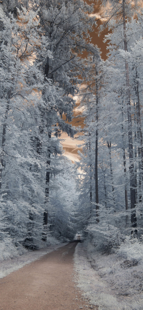 Path in the forest Phone Wallpaper