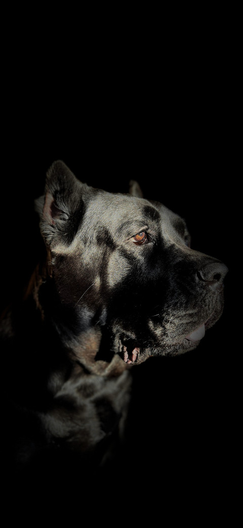 Dogo Canario