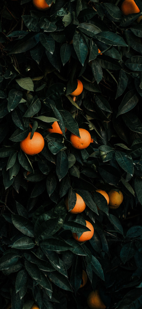 Tangerines Phone Wallpaper